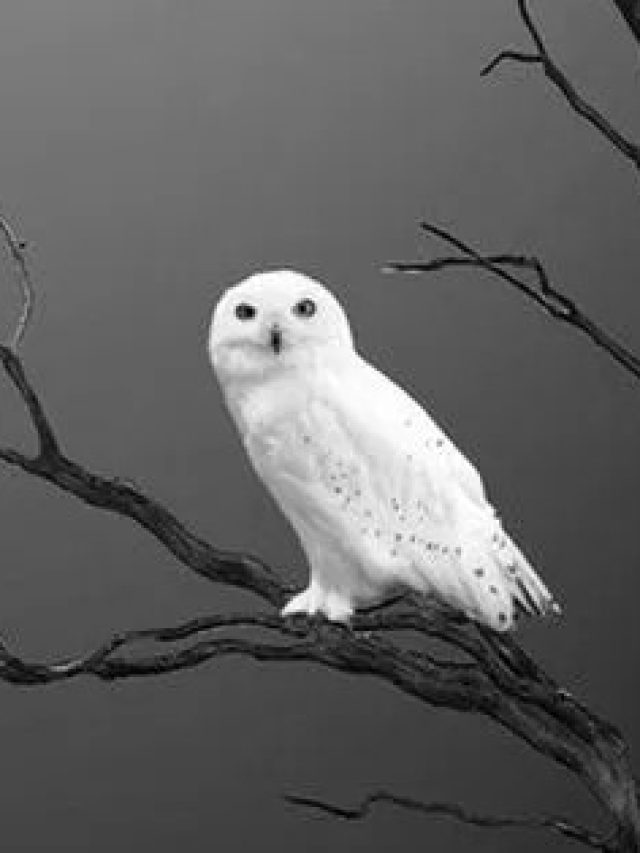 সাদা পেঁচা দেখা কখন শুভ-কখন অশুভ, জানেন?