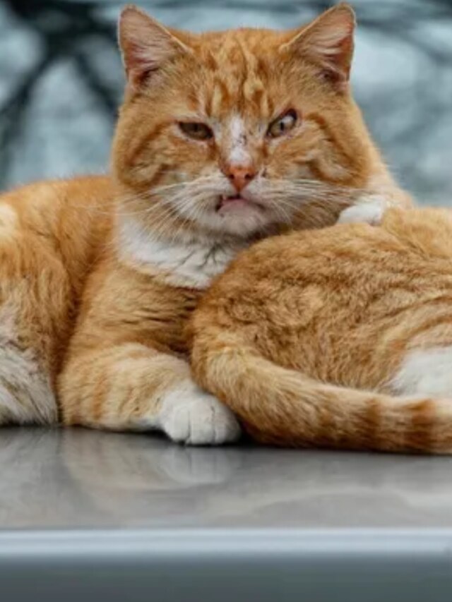 বাড়িতে এই ৫ গাছ রাখলে ধারেকাছে ঘেঁষবে না রাস্তার বেড়াল