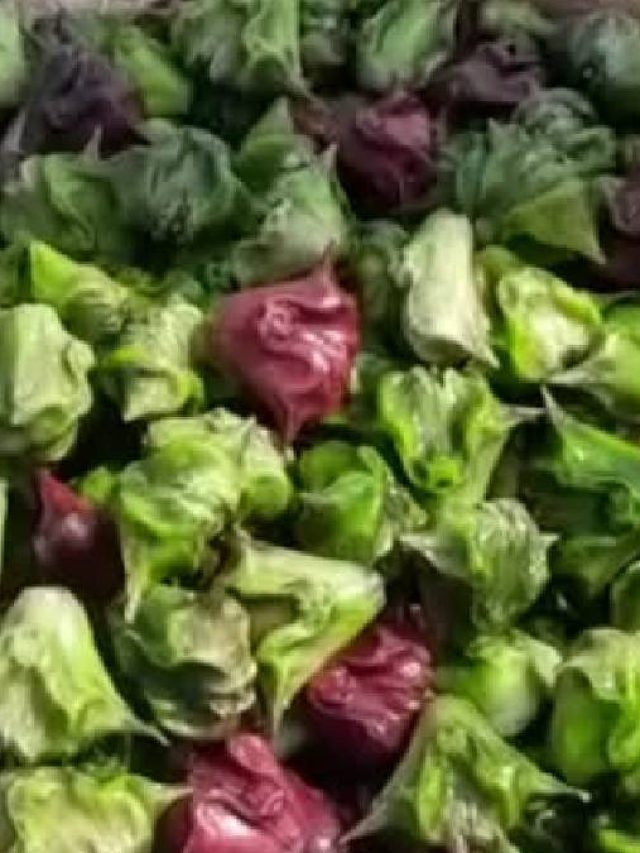 সস্তার এই ফল এভাবে খান, বাড়িতে বানান চিলি পানিফল, রেসিপি