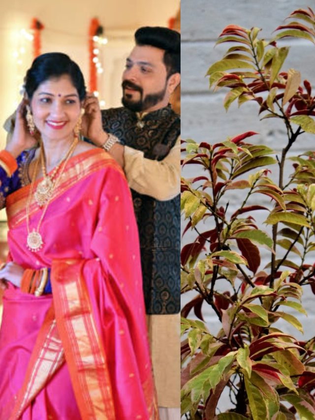 বউয়ের সঙ্গে প্রেম জমে ক্ষীর হবে, বাড়িতে লাগান লায়লা-মজনু গাছ