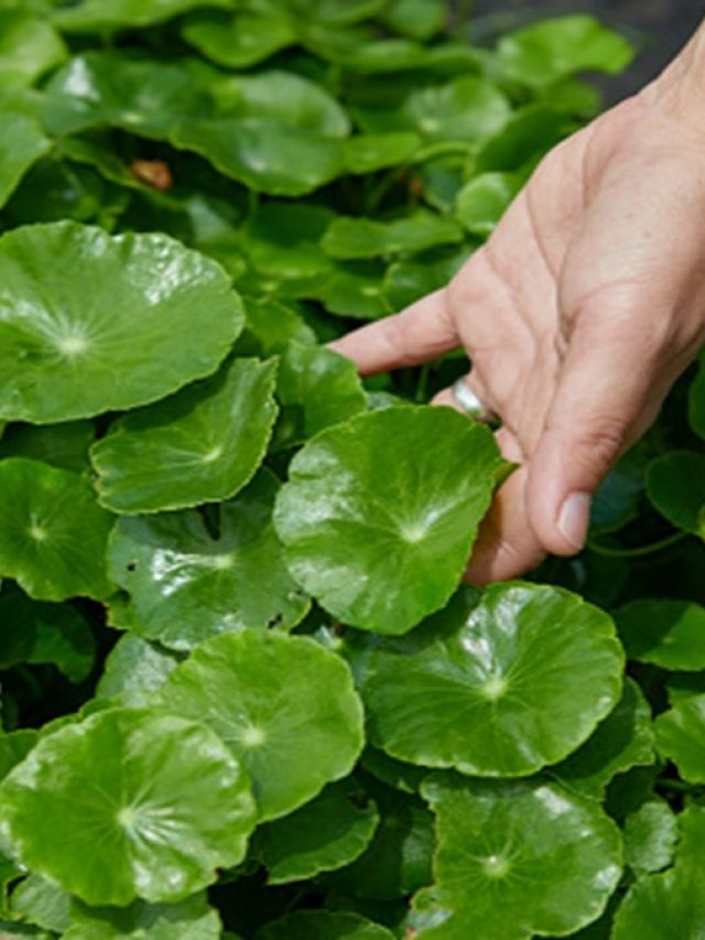 যৌবন রগরগে হবে শুধু এই পাতার রসে, বয়স থমকে দেওয়ার গোপন সিক্রেট