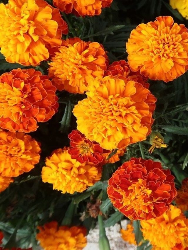 ব্রণ, শুষ্ক ত্বক থেকে বলিরেখায় ম্যাজিক করে গাঁদা ফুলের ফেসমাস্ক