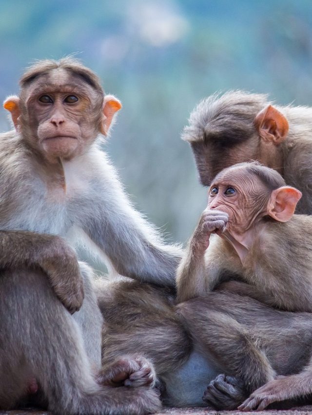 স্বপ্নে বানর-হনুমান দেখছেন,  শুভ নাকি অশুভ? সত্যিটা জানুন