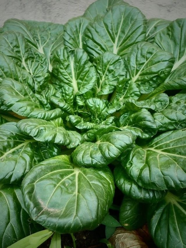 ঝড়ের গতিতে ওজন কমবে এই শাকের নানা পদে