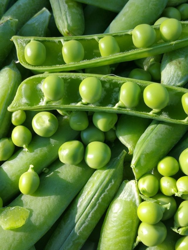 শীতে প্রতিদিন খান কয়েকটি কাঁচা কড়াইশুঁটি,  অর্ধেক রোগ কমে যাবে