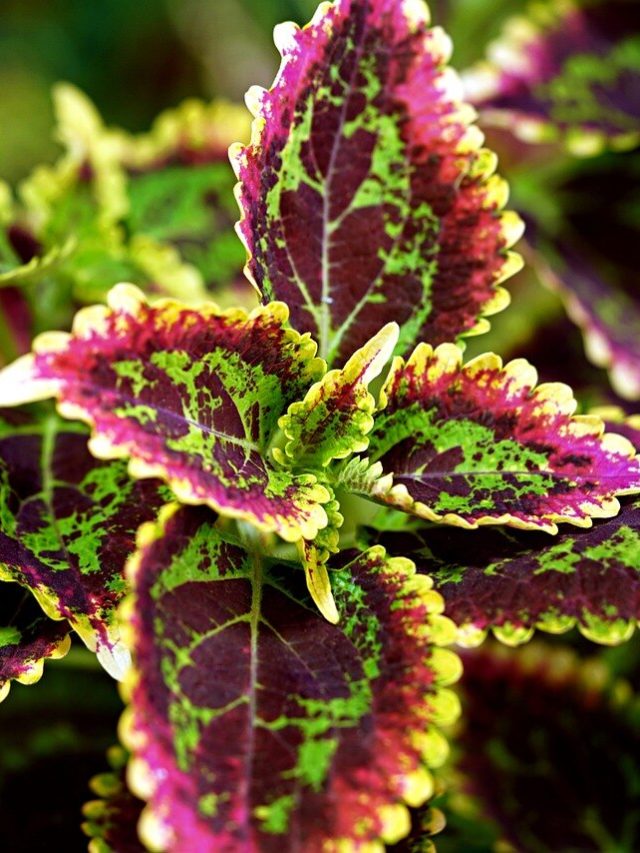 সবচেয়ে রঙচঙে পাতা হয় এই ৭টি গাছে