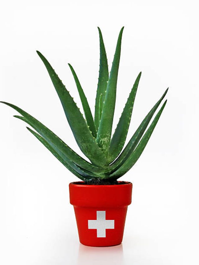 বাড়ির এই কোণে লাগান অ্যালোভেরা গাছ, কোটিপতি বনতে পারেন