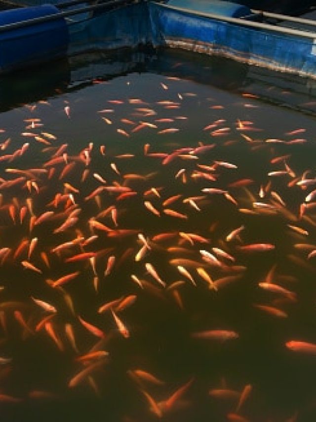 শীতের ঠান্ডায় মরবে না মাছ, চাষের ক্ষতি আকটান ৪ উপায়ে