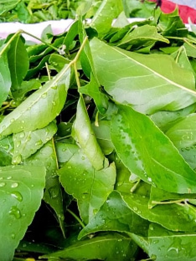 ডায়াবেটিসে ঐশ্বরিক  এই পাতা, জলে ফুটিয়ে খেলে কমবে হুরহুরিয়ে