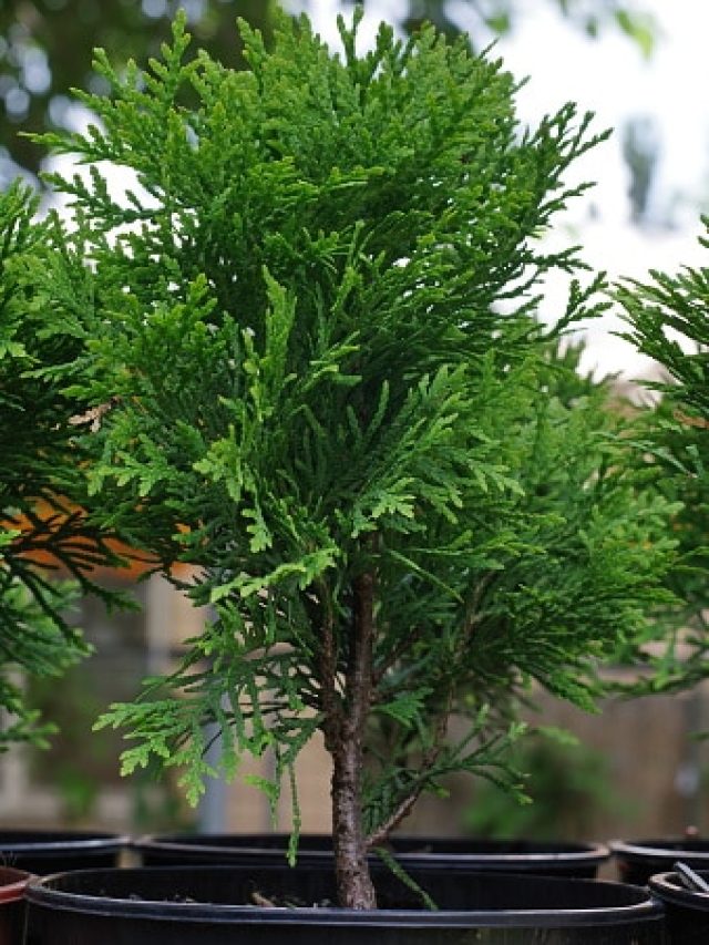 মাঠে ঘাটে পড়ে থাকে, এই গাছেই আসবে টাকা; কোনদিকে লাগাবেন?