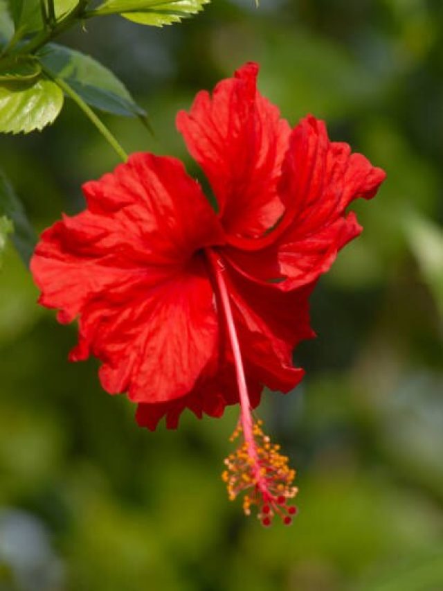 ফুলে ভরে যাবে, জবাগাছের গোড়ায় দিন এসব