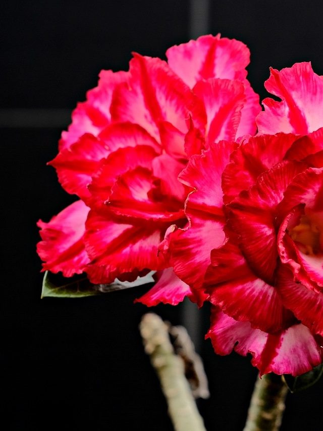 বিনা যত্নেই ফুল হয় এই ৫টি গাছে