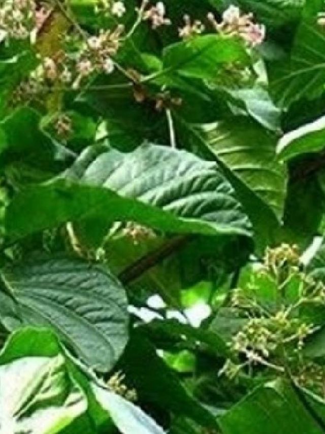 পেটের সমস্যার যম এই পাতা, দুর্গন্ধে ভরা হলেও মুচমুচে বড়া করে খান, রেসিপি