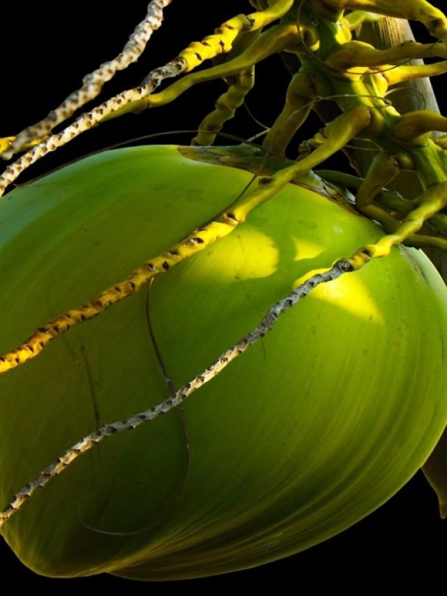 ডাবের জল দিয়ে মুখ ধোয়ার উপকারিতা জানতে অবাক হবেন