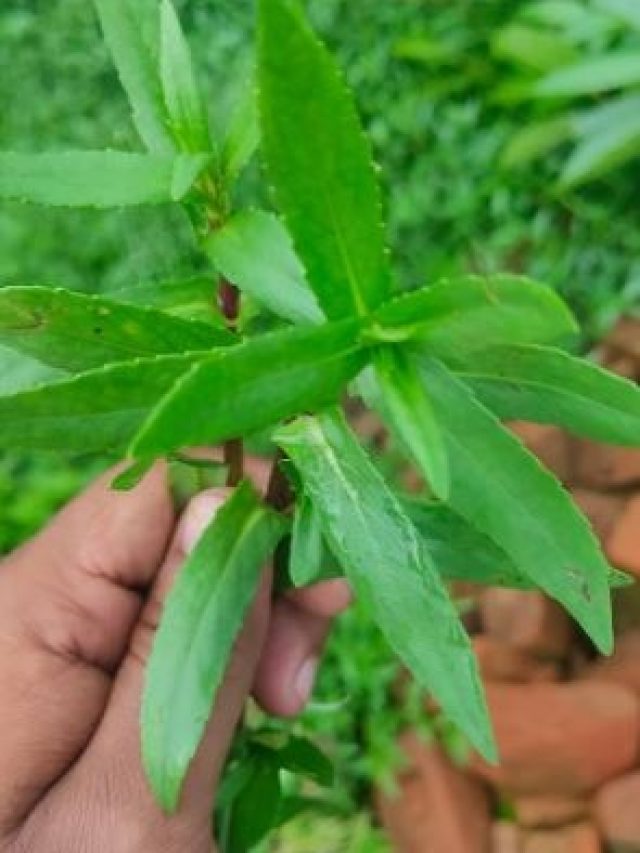 আগাছা নয়, লাখ টাকার গুণ গ্রামবাংলার এই শাকের