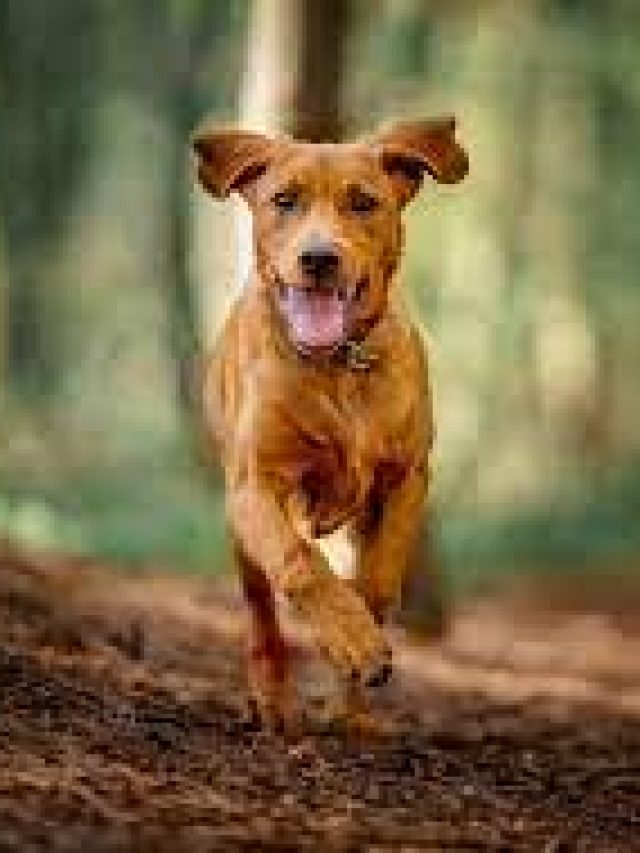 কুকুররা কেন গাড়ির পিছনে দৌড়য়? কারণ জানলে মাথা ঘুরে যাবে