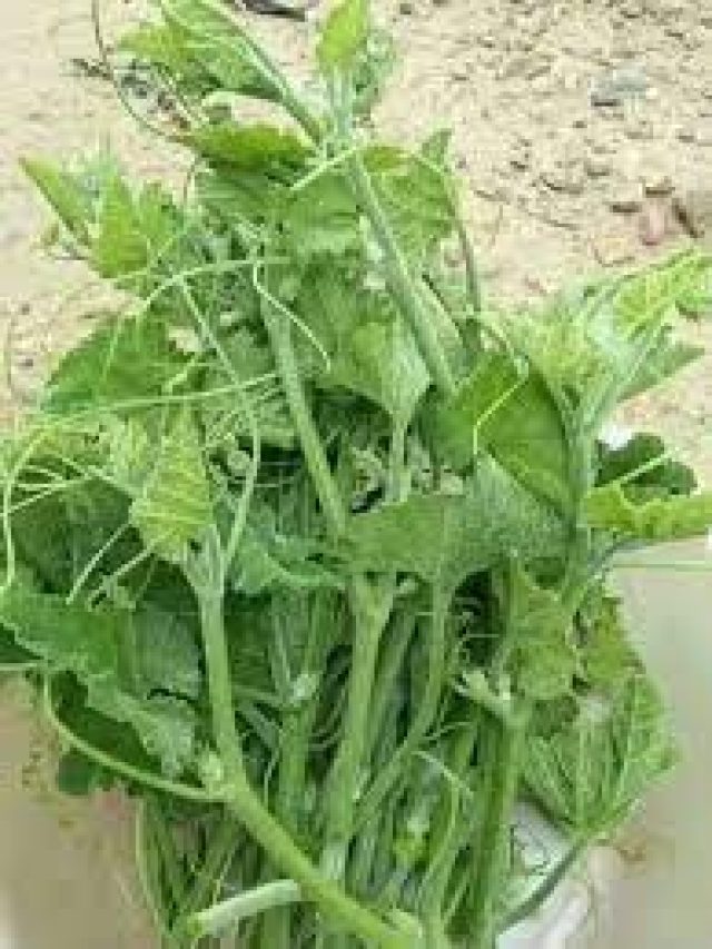 সুগার-কোলেস্টেরল ছোঁবে না, লাউশাক খেলে আর কী কী উপকার?