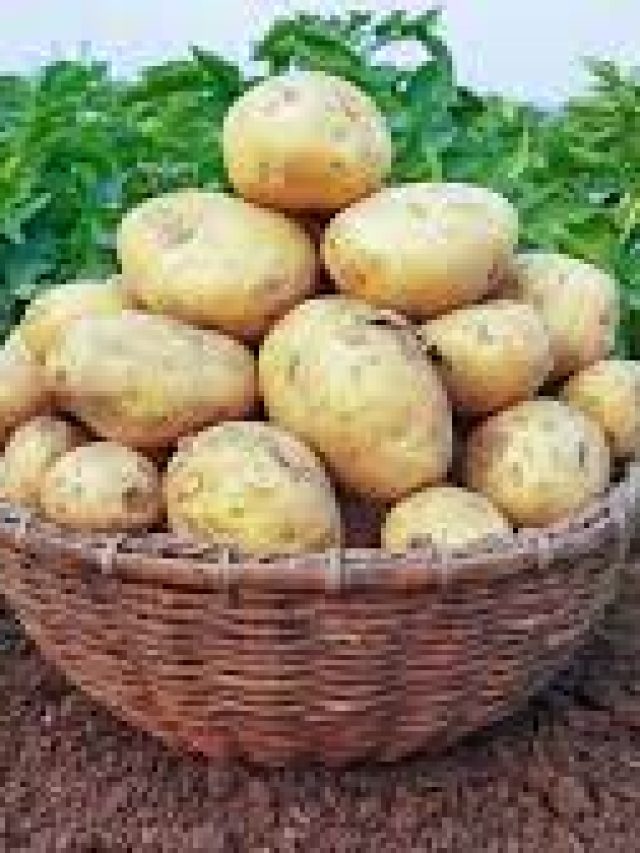 ছাদে পুরনো বস্তা বা বালতিতেই চাষ করুন আলু, হবে বাম্পার ফলন