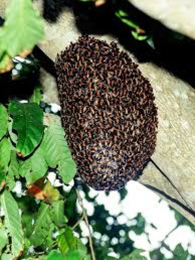 বাড়িতে মৌমাছিরা চাক করেছে, রইল তাড়ানোর উপায়