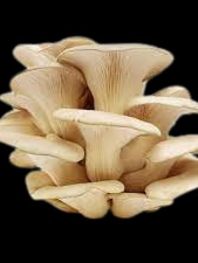 শীতকালে যত পারেন মাশরুম খান, ১ সপ্তাহেই খেল দেখবেন