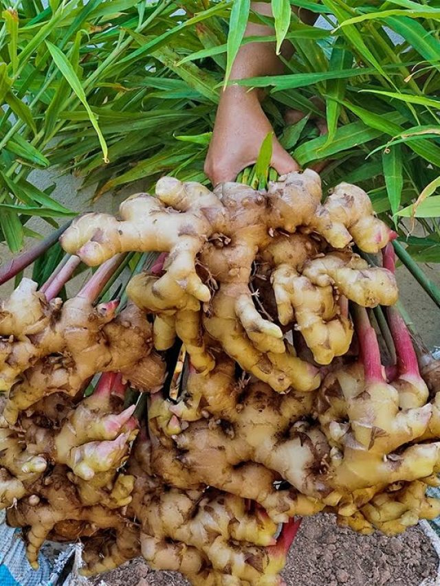 বাড়িতে বস্তাতেই হবে কেজি কেজি আদা, রইল দুর্দান্ত টিপস