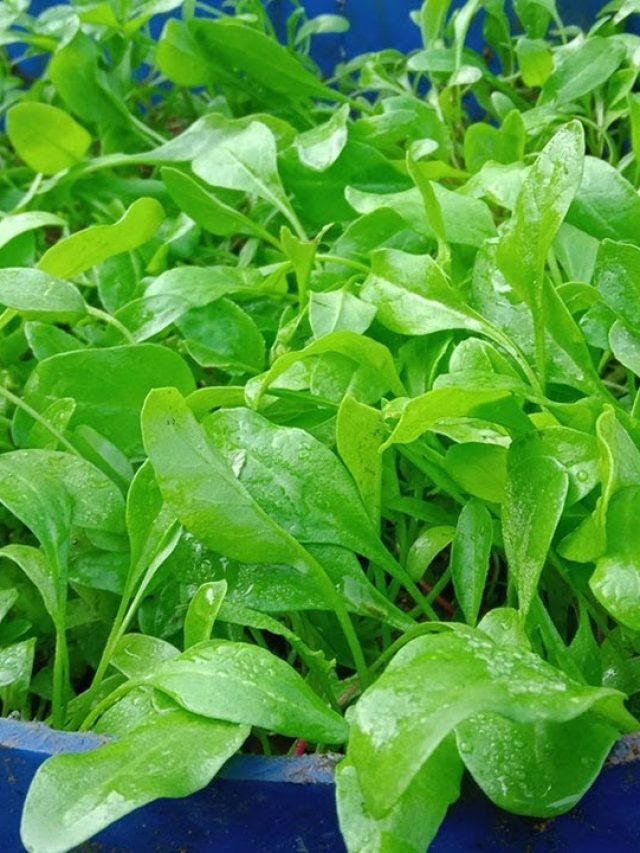 এবার ১২ মাস খান পালং শাক, বাড়ির টবেই ফলান সহজ উপায়ে
