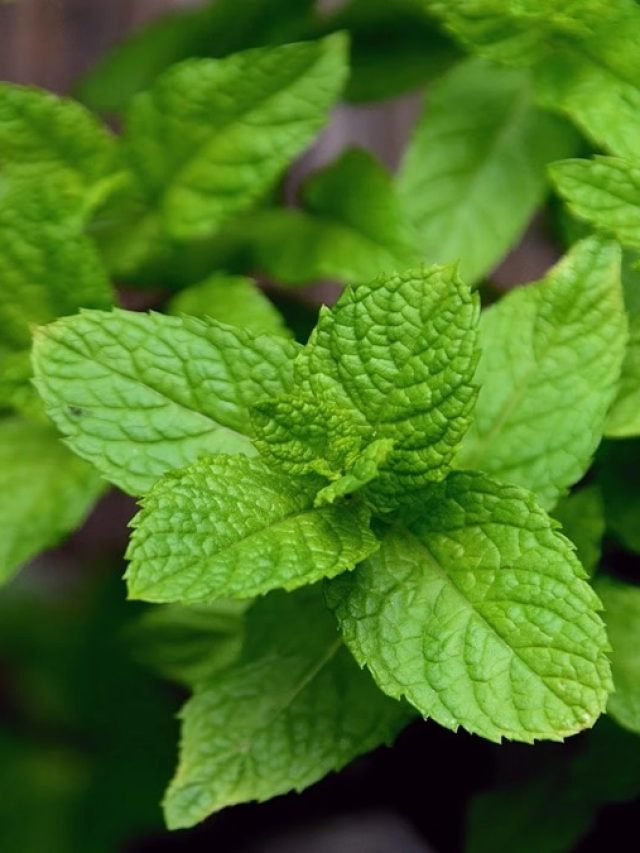 এই পাতায় চিরতরে দূরে পালাবে ইউরিক অ্যাসিডে- কিডনির রোগ