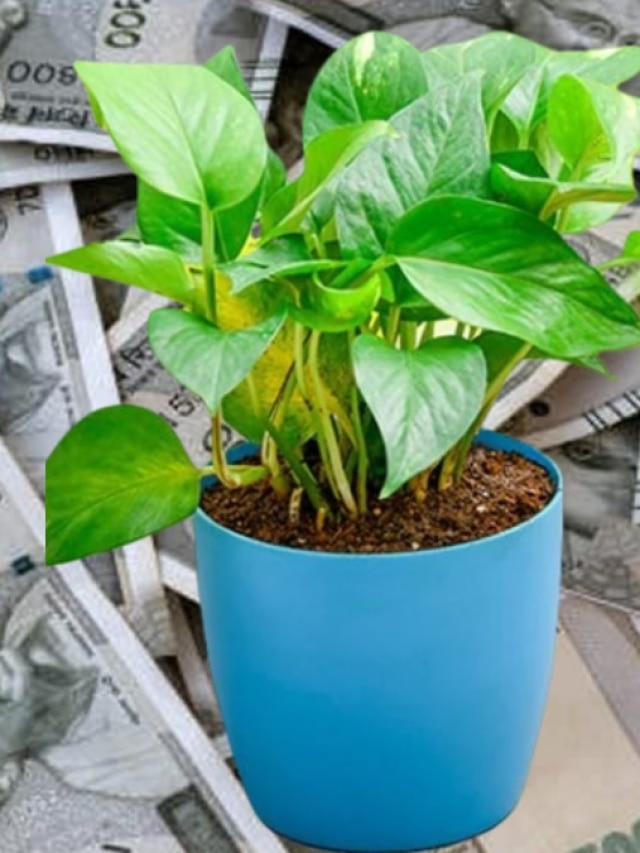 বাড়িতে এসব লাকি গাছ থাকলে টাকার অভাব হয় না