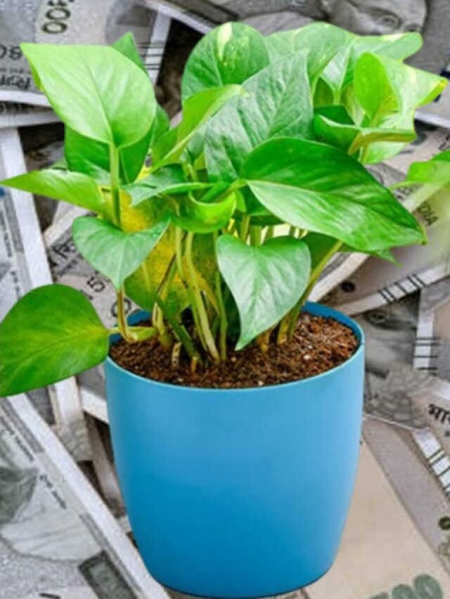 মানি প্ল্যান্ট লাগালেই হল না, আগে করে নিন এই টোটকা; তবেই অর্থপ্রাপ্তি