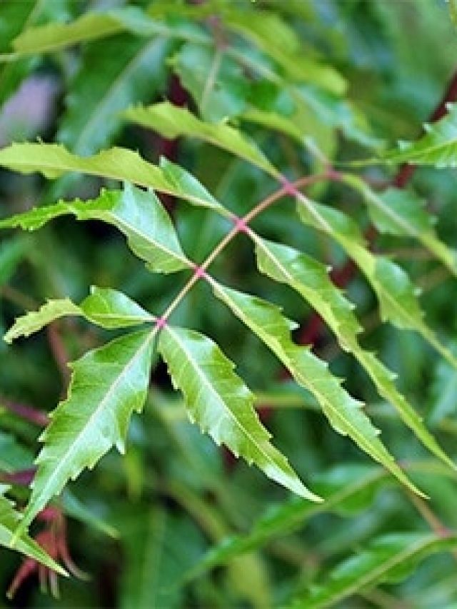 রোজ এভাবে নিমপাতা খেলেই বেড়ে যাবে আয়ু, কতদিন খেতে হবে?