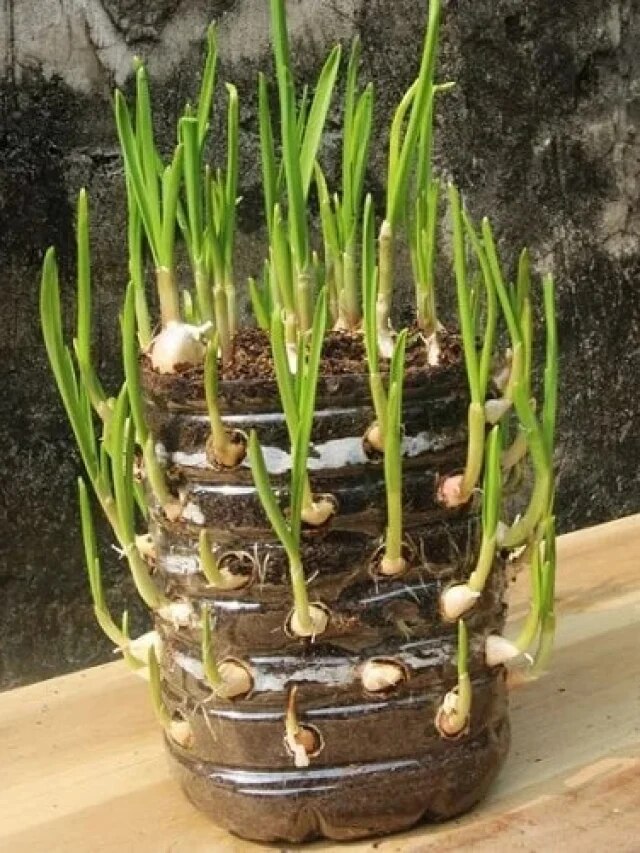 পুরনো প্লাস্টিকের জারেই হবে টাটকা পেঁয়াজকলি, রইল দুর্দান্ত টিপস