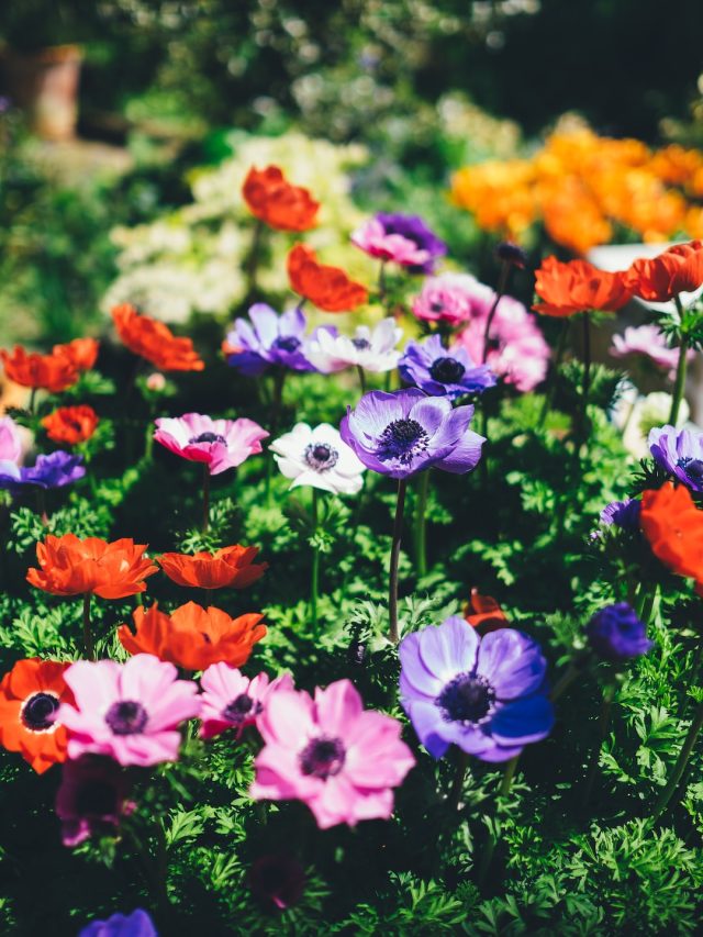 বাড়িতে রাখলে কখনও শুকোতে দেবেন না এই ৫ গাছ, অনটন ঘিরে ধরবে