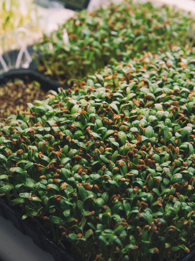 শীতে রোজ খাওয়া জরুরি, বাড়িতে এবার সহজে মাটি ছাড়াই ফলান মেথি গাছ