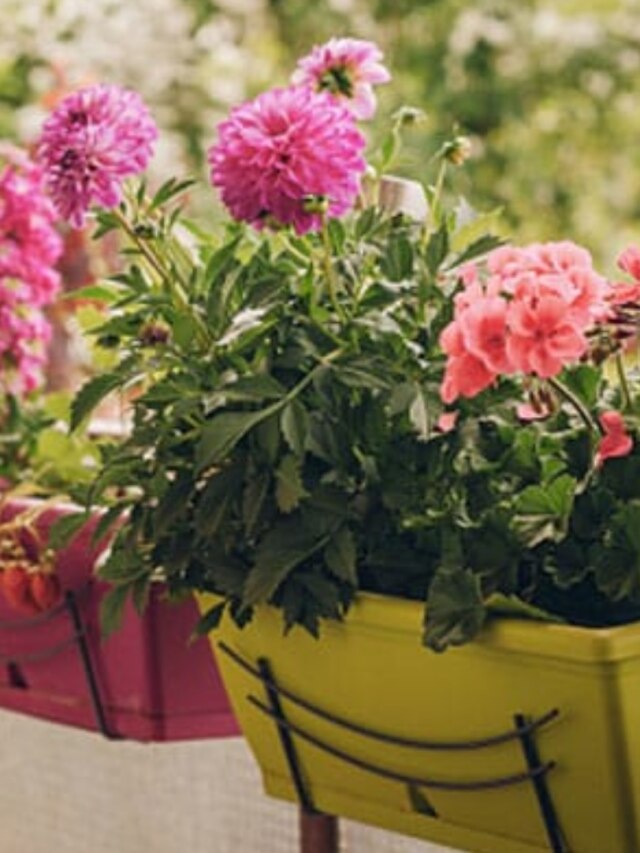 শীতে ঘরের ভিতরেই হবে এই ১০ গাছ, রঙিন হয়ে উঠবে চারপাশ