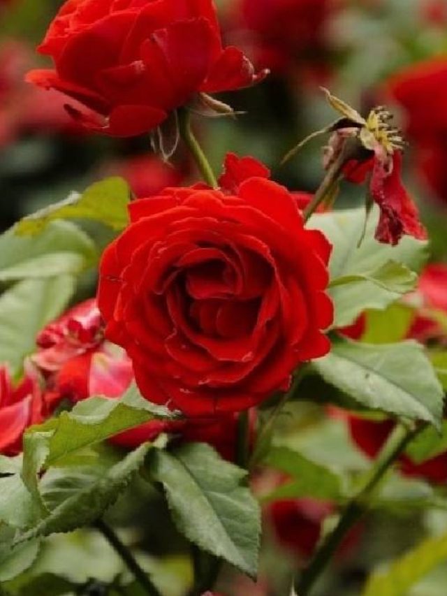 প্রেমিকাকে রোজ লাল গোলাপ দিতে চান? ১২ মাসই পাবেন ফুল, মানুন এই টিপস