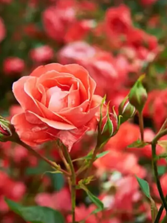 গাছে গোলাপ ফুটছে না? গ্রামবাংলার এই জিনিসেই হবে কামাল