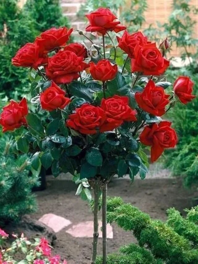 গোলাপ ফুল সারা বছর ফুটবে, ডিসেম্বরে করুন এই ৪টি কাজ