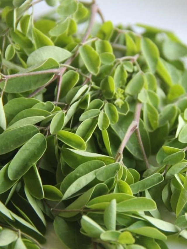 ৩০০ রোগের ১ দাওয়াই এই পাতা, দিনে একবার খেলেই যথেষ্ট