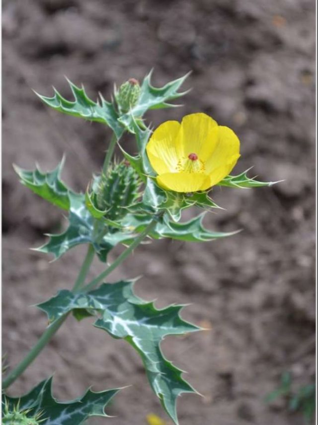 বাড়ির পাশেই মেলে, এই গাছের রস খেলেই বাড়বে পুরুষদের জোর-স্ট্যামিনা