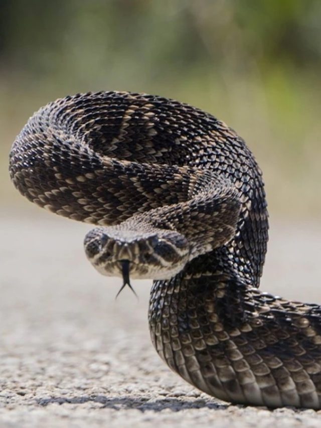 সাপের বিষ আছে না নির্বিষ, দূর থেকে এই ৪ লক্ষণ দেখে চিনুন