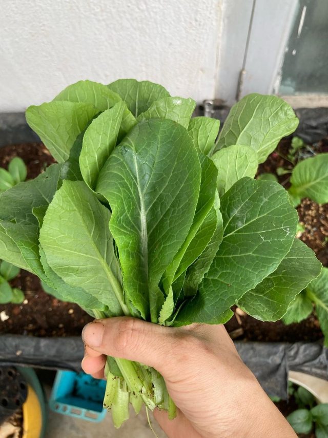 এই শাক খেলেই মরবেন, এঁদের জন্য 'নৈব নৈব চ'