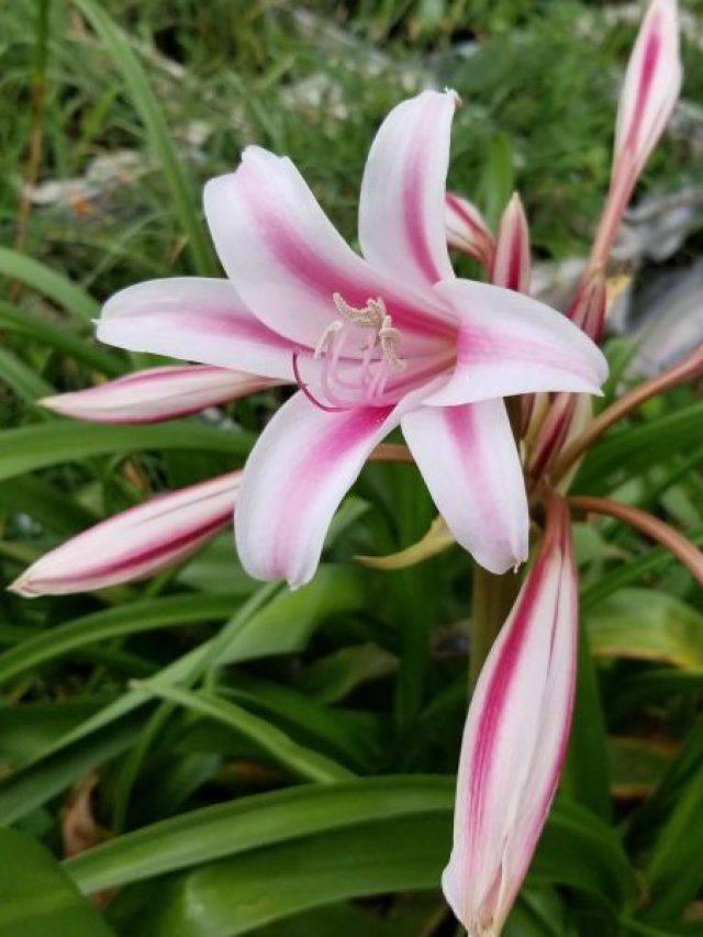 এই ঔষধি গাছ হল সুদর্শন চক্র! ব্যথা-পাইলস-জ্বর-সর্দিকে করে বিনাশ