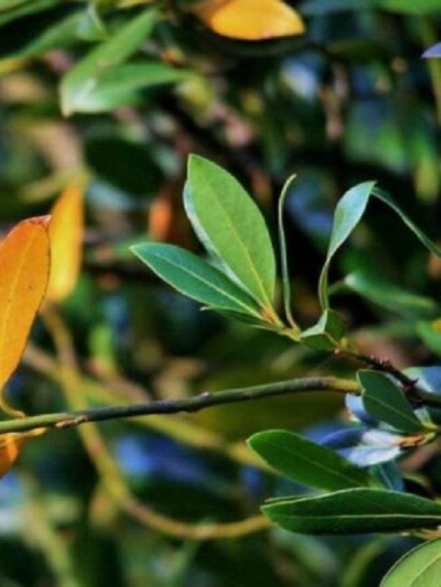 ডায়াবেটিস হবে দফারফা, এই পাতার তেজে ওষুধের খরচ বাঁচবে