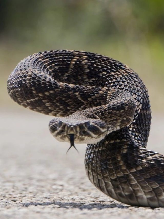 কার্বলিক অ্যাসিড ছাড়া সাপ তাড়ান এভাবে! কাজের টিপস