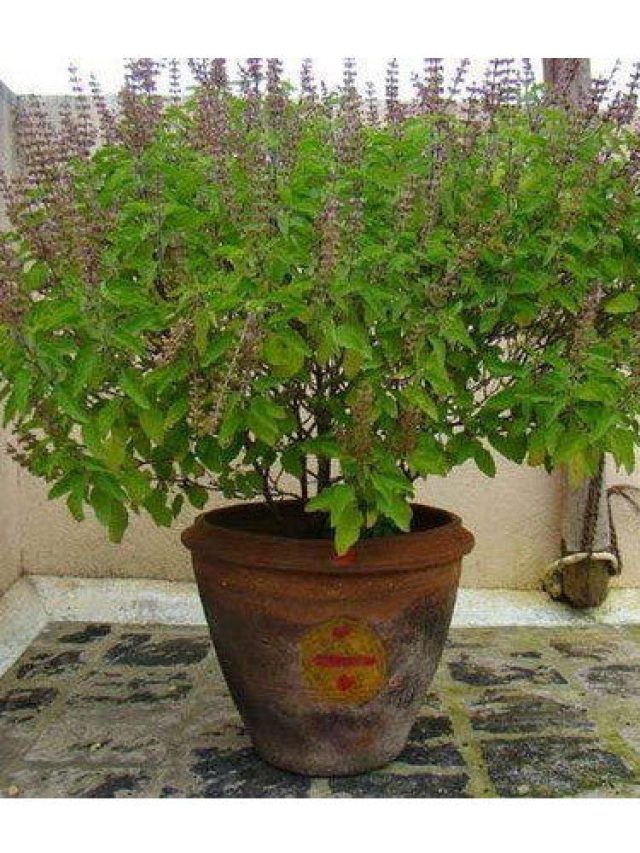 লাল কাপড় দিয়ে করুন এই কাজ, শীতে তুলসী গাছের একটা পাতাও শুকোবে না