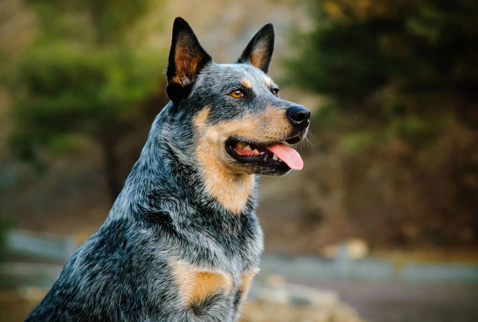 Best Herding Dogs for Farms