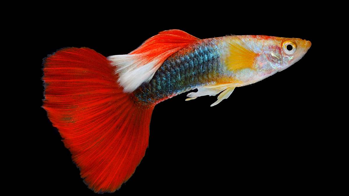 Best freshwater aquarium fish