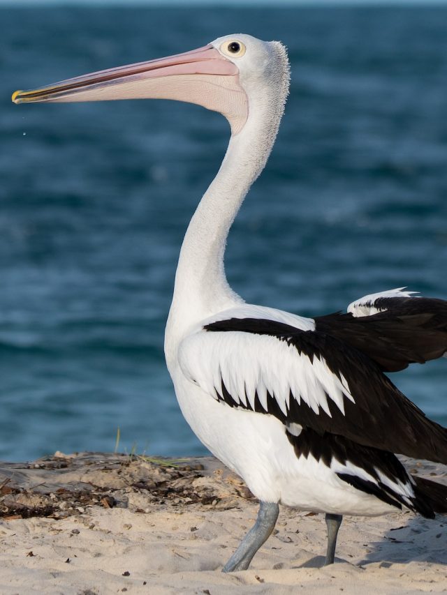 5 Birds With Longest Beaks