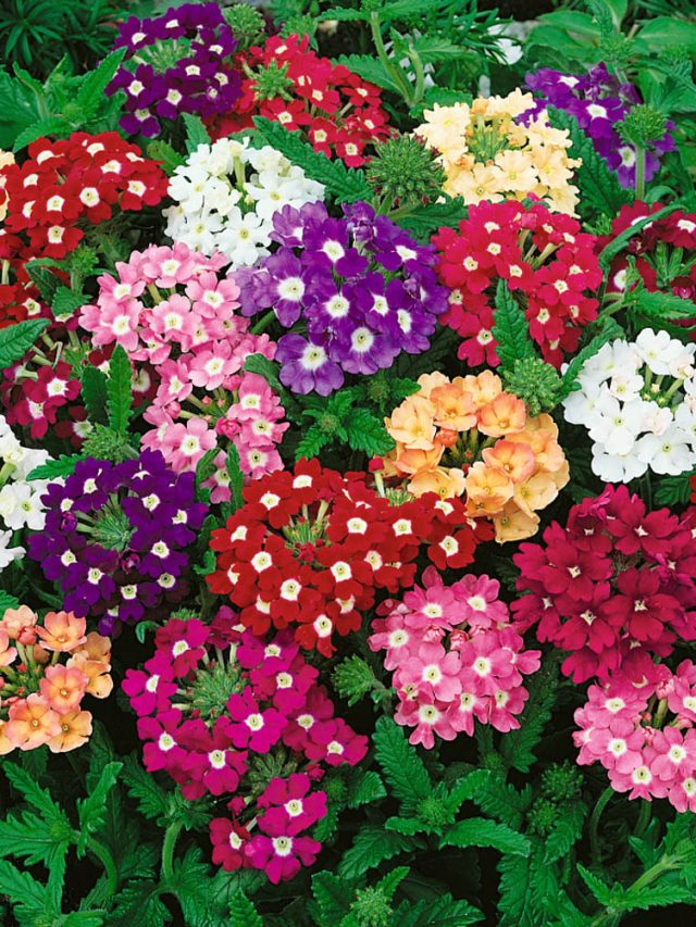 আর দামি সার নয়, এসব করলেই বাগান উপচে পড়বে ফুলে