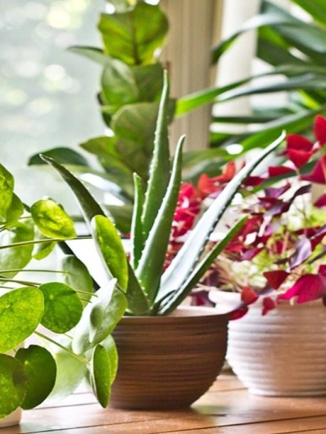 বাড়িতে গাছপালা লাগানোর আগে বাস্তু নিয়ম জেনে নিন, না হলেই বিপদ